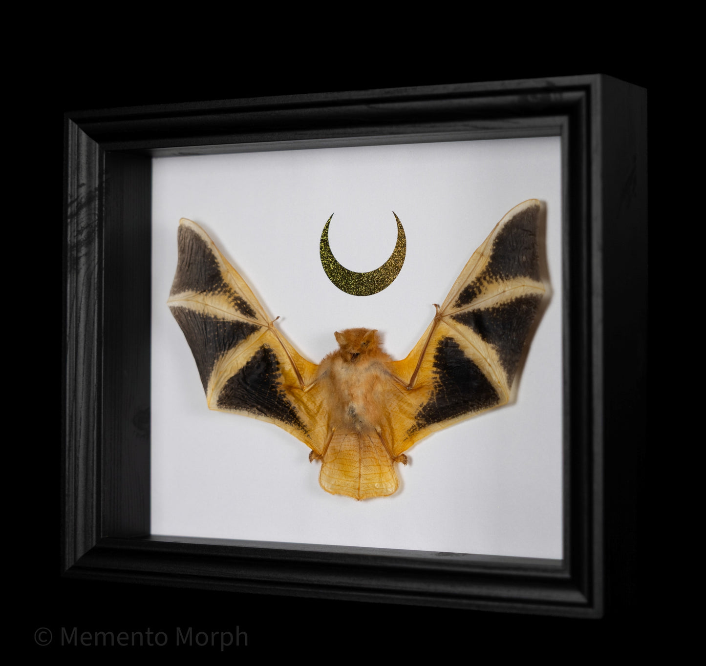 Framed Kerivoula Picta with Gold Moon