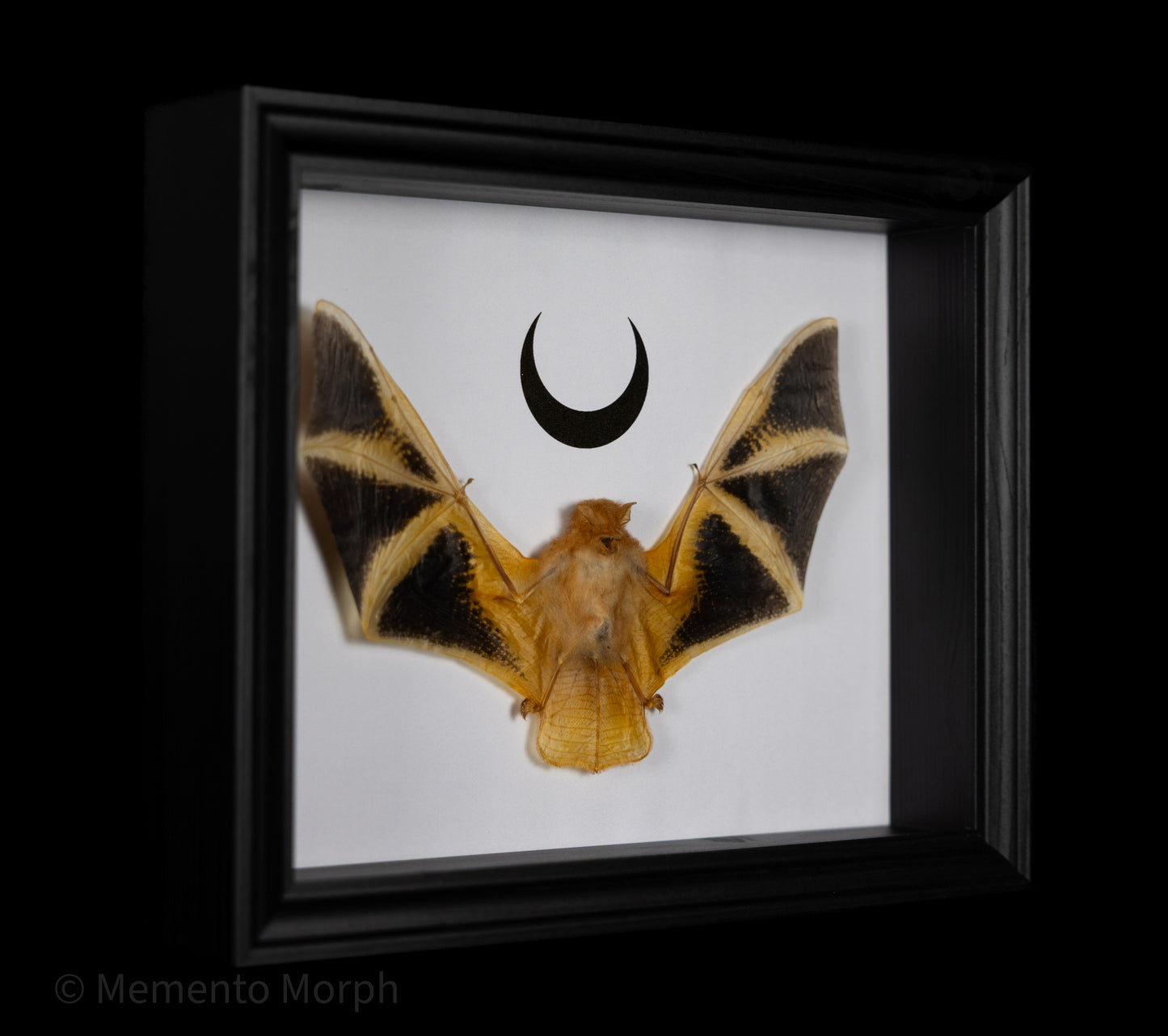 Framed Kerivoula Picta with Gold Moon