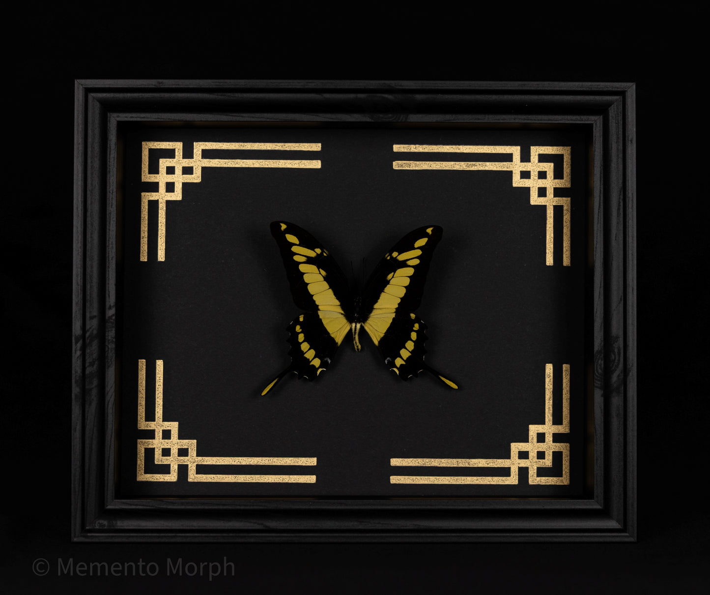 Framed Papilio Thoas with Gold Japanese Ornamental Background