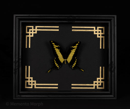 Framed Papilio Thoas with Gold Japanese Ornamental Background