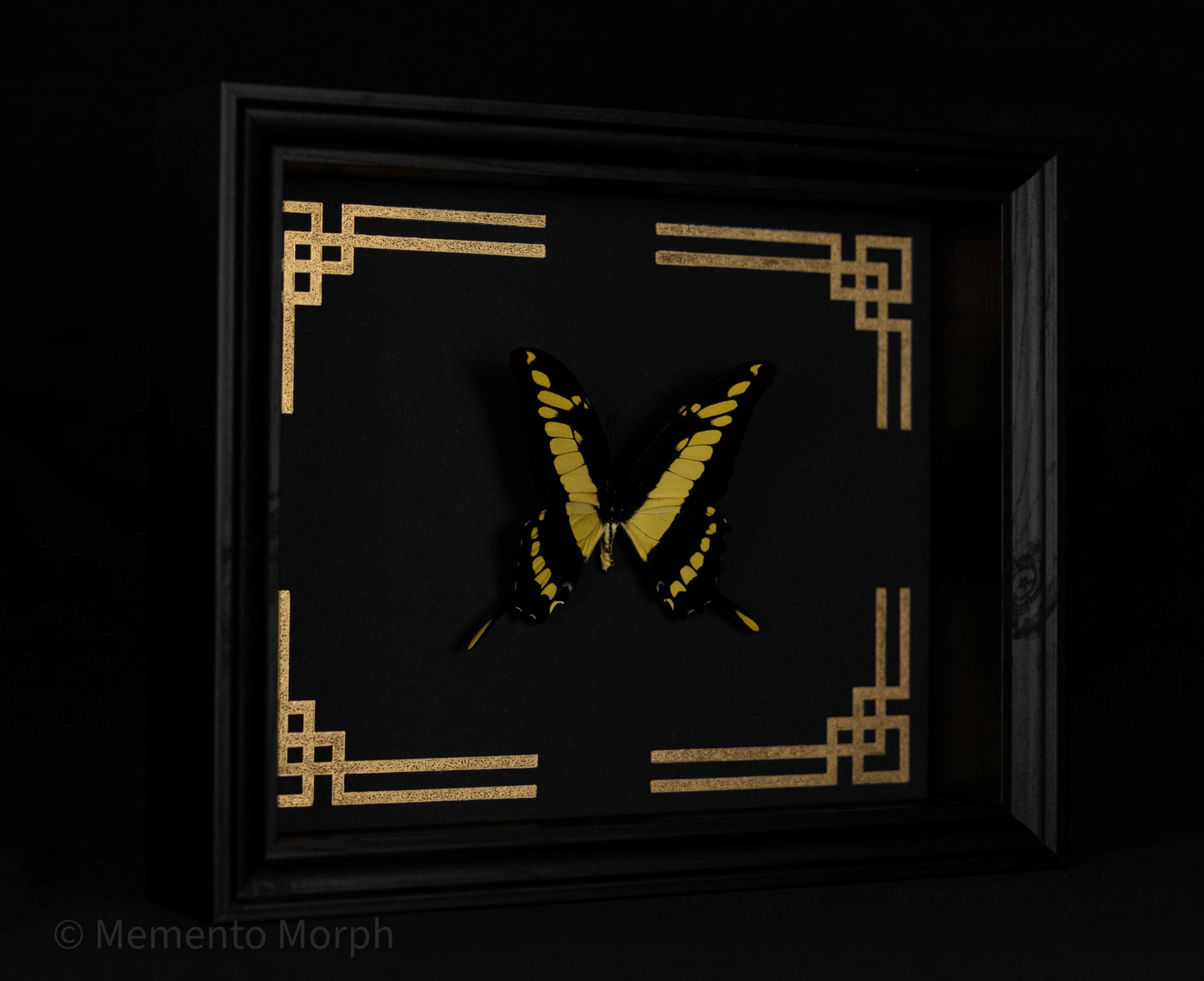 Framed Papilio Thoas with Gold Japanese Ornamental Background