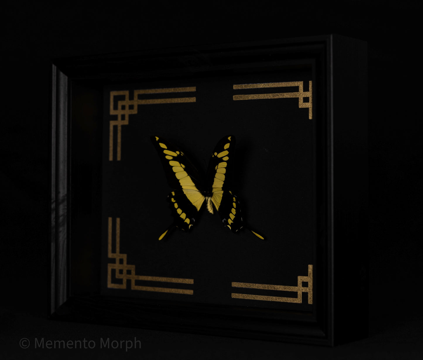 Framed Papilio Thoas with Gold Japanese Ornamental Background