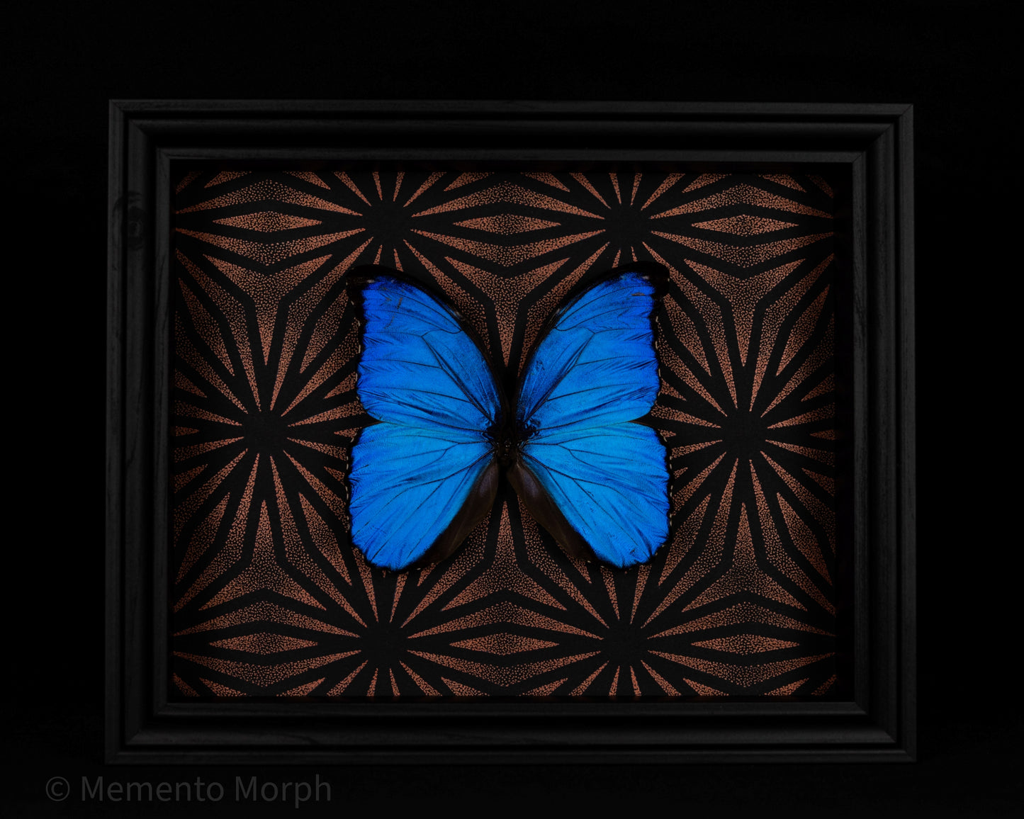 Framed Morpho Didius with Copper Pattern Background
