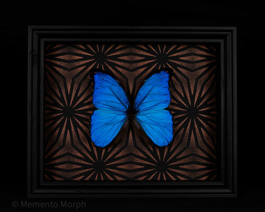 Framed Morpho Didius with Copper Pattern Background