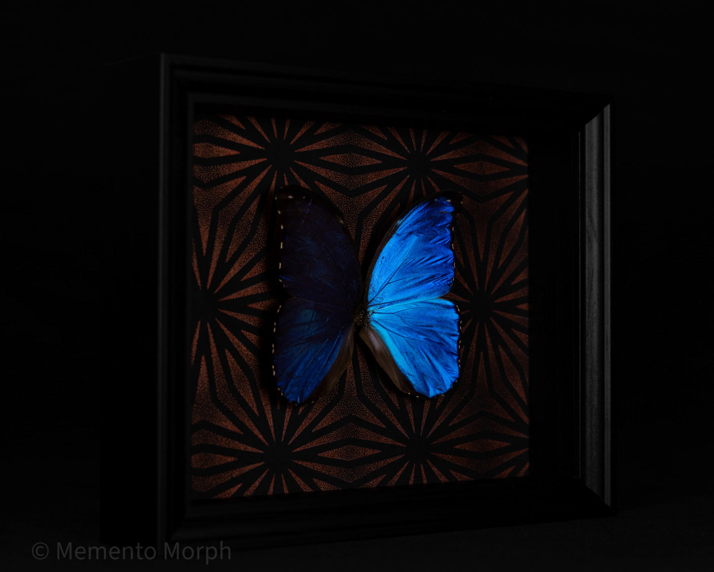 Framed Morpho Didius with Copper Pattern Background