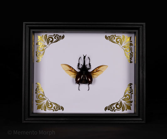 Framed Xylotrupes Gideon with Gold Ornamental Background