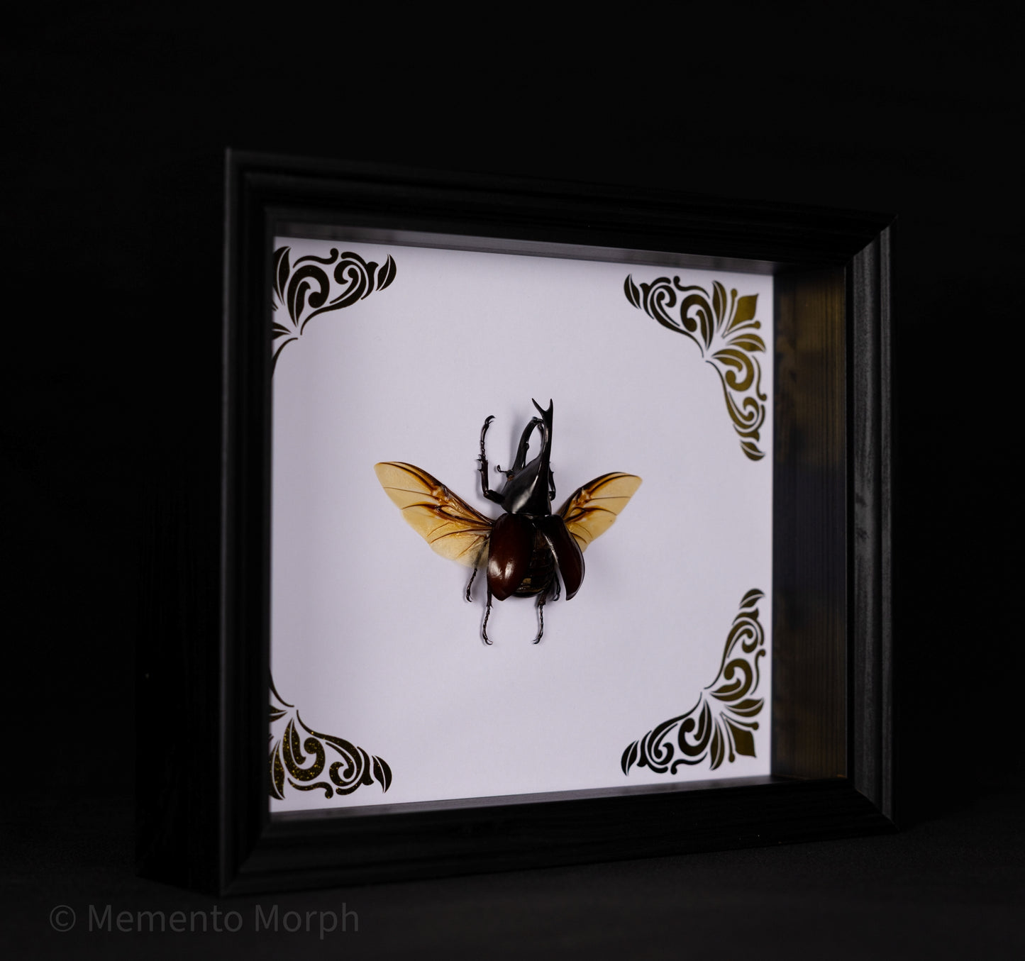 Framed Xylotrupes Gideon with Gold Ornamental Background