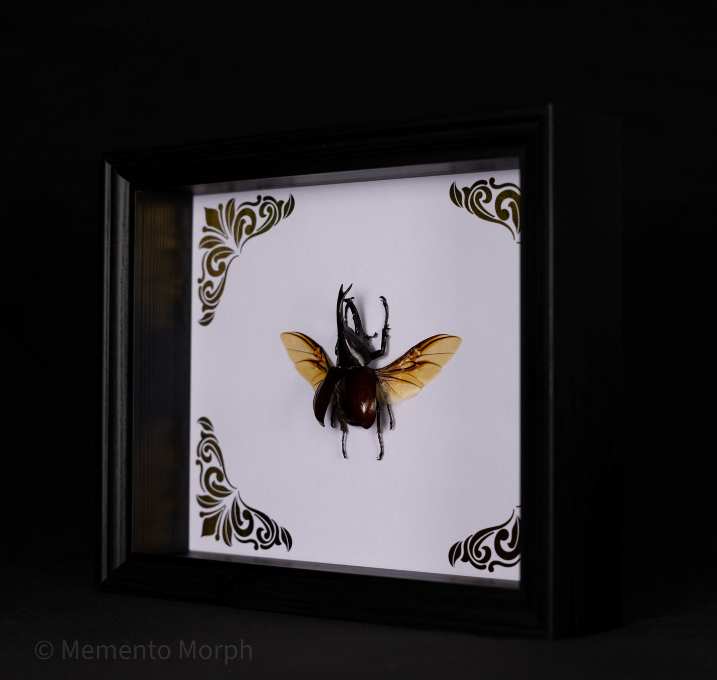 Framed Xylotrupes Gideon with Gold Ornamental Background