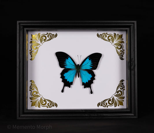 Framed Papilio Ulysses with Gold Ornamental Background