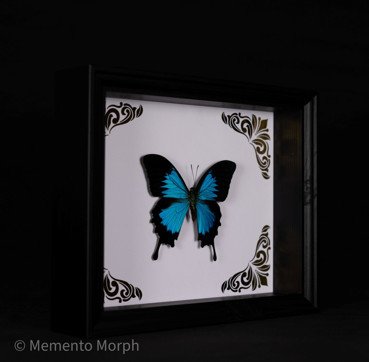 Framed Papilio Ulysses with Gold Ornamental Background