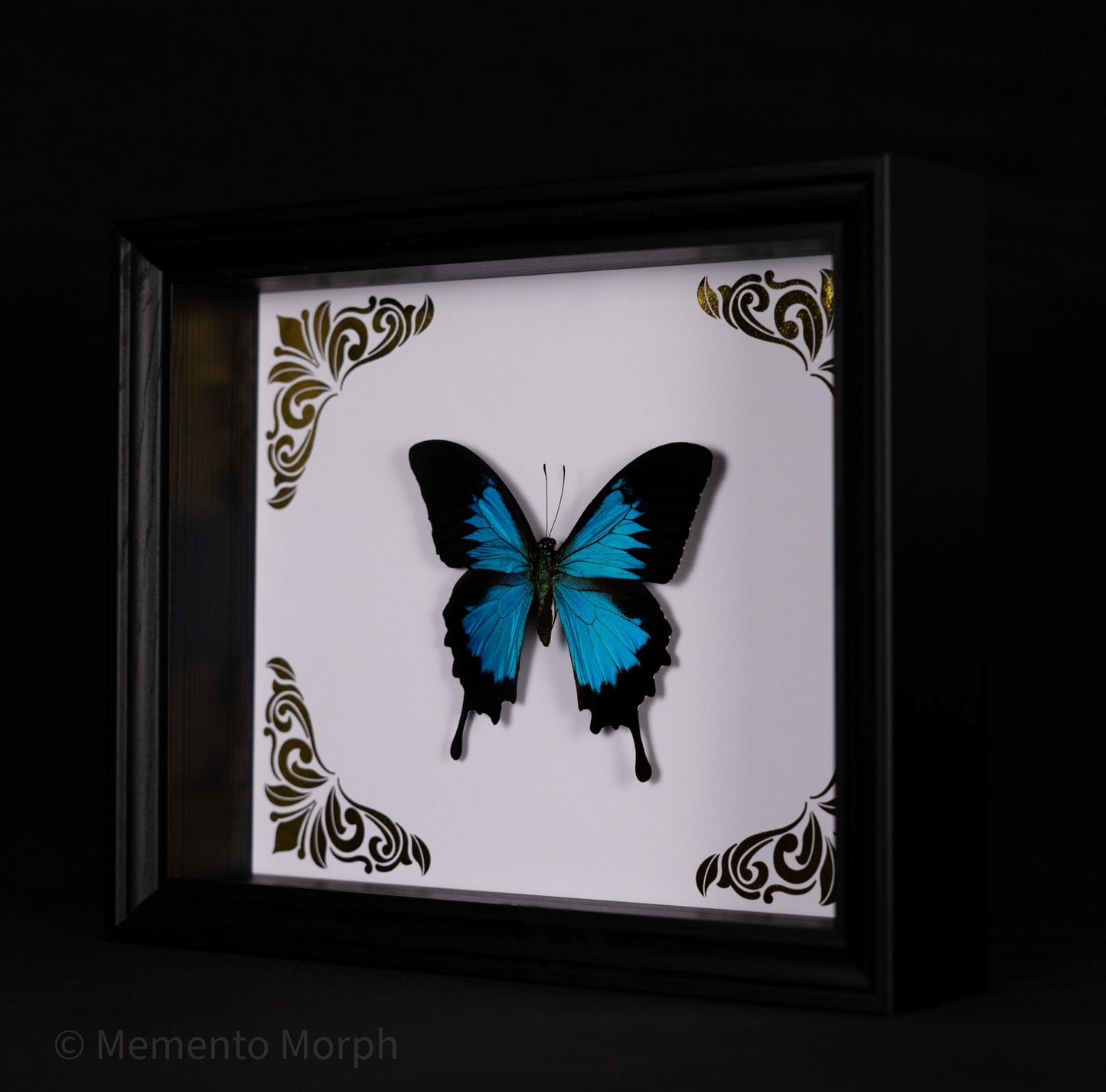 Framed Papilio Ulysses with Gold Ornamental Background