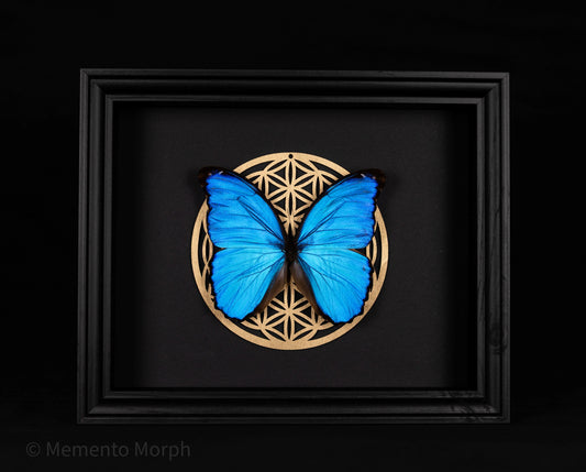 Framed Morpho Didius with Gold Flower of Life 3D Symbol