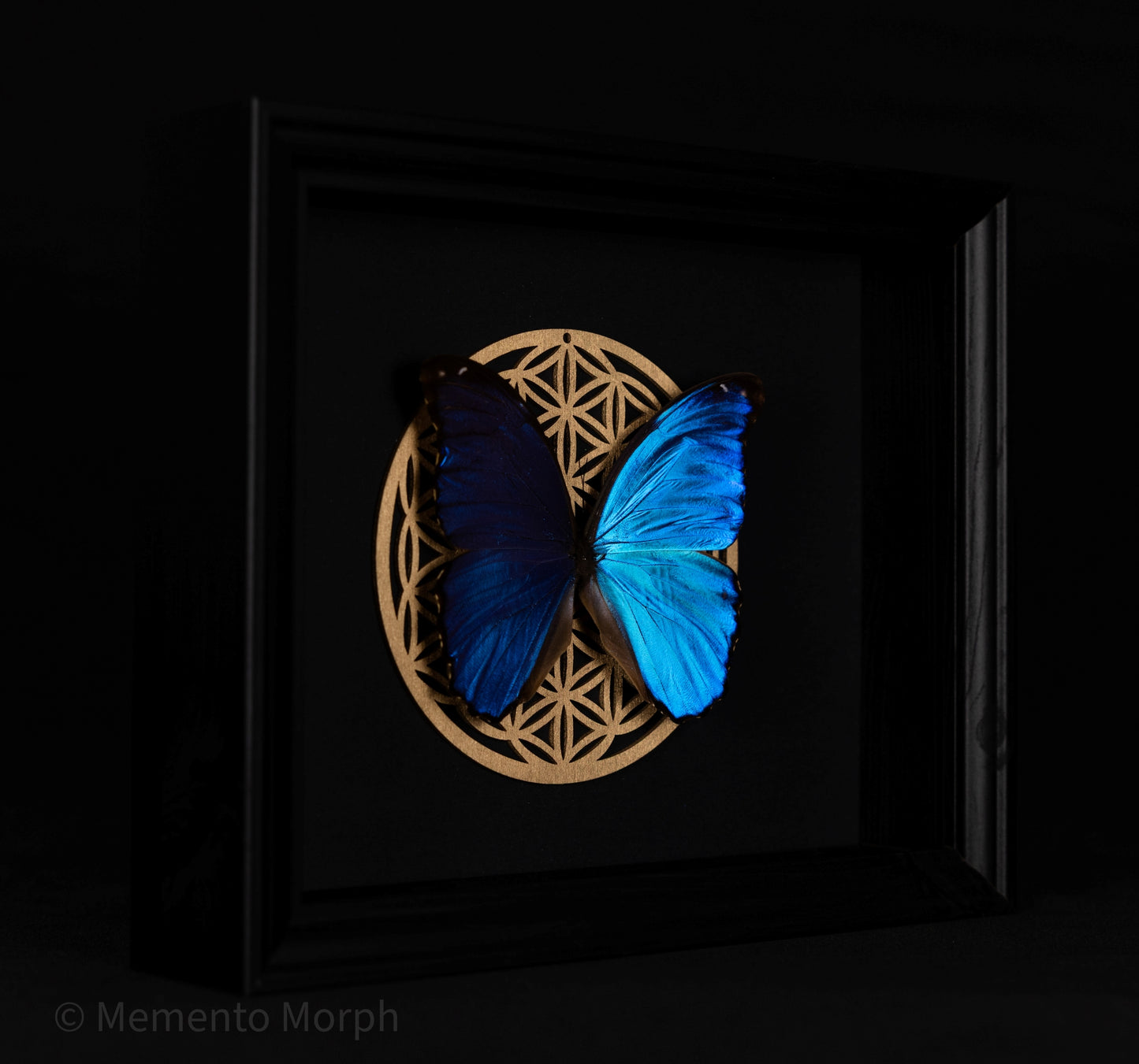 Framed Morpho Didius with Gold Flower of Life 3D Symbol