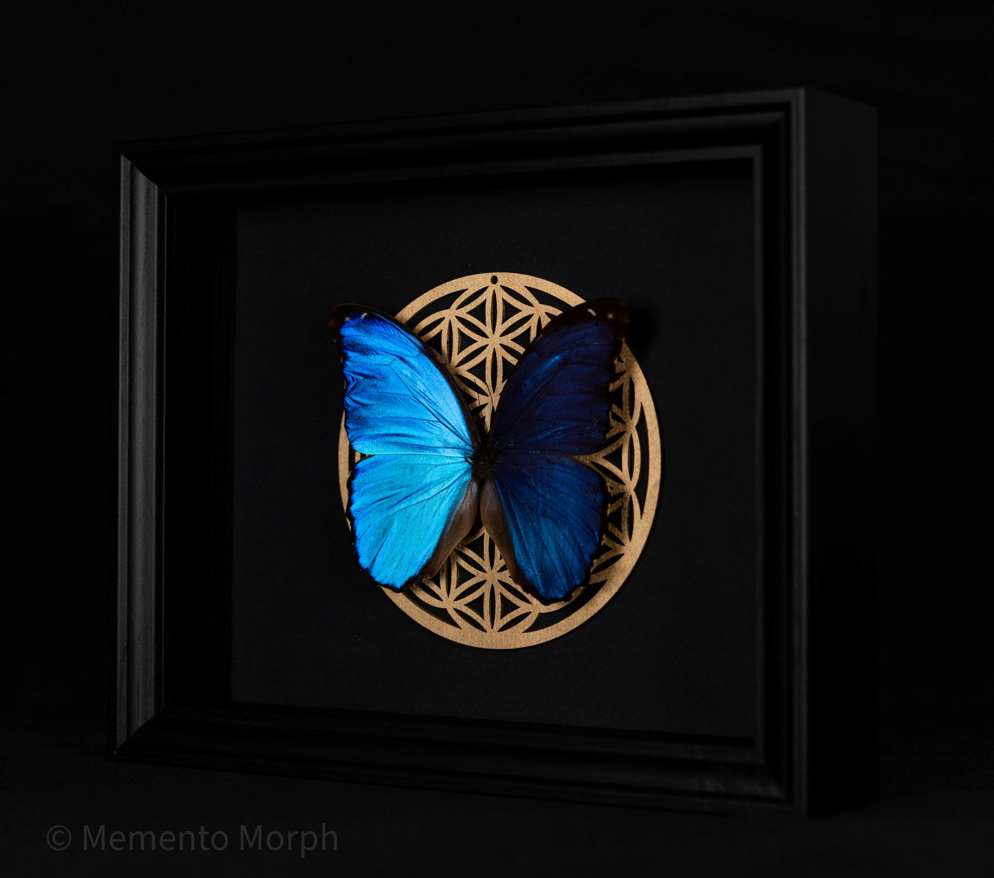 Framed Morpho Didius with Gold Flower of Life 3D Symbol