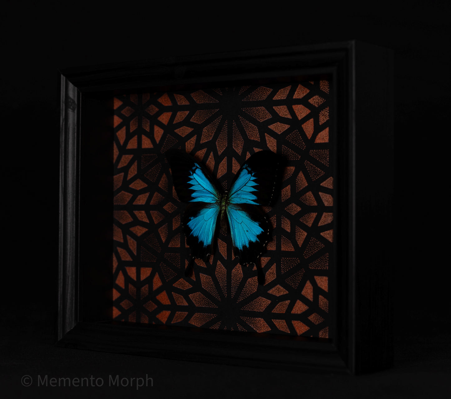 Framed Papilio Ulysses with Copper Pattern Background