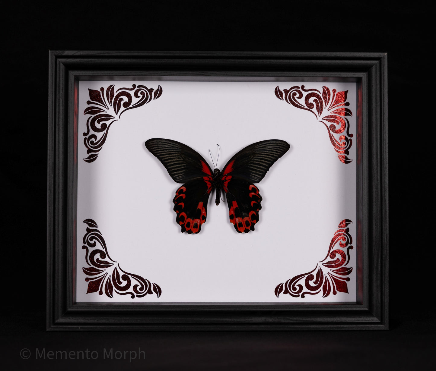 Framed Papilio Rumanzovia with Red Ornamental Background