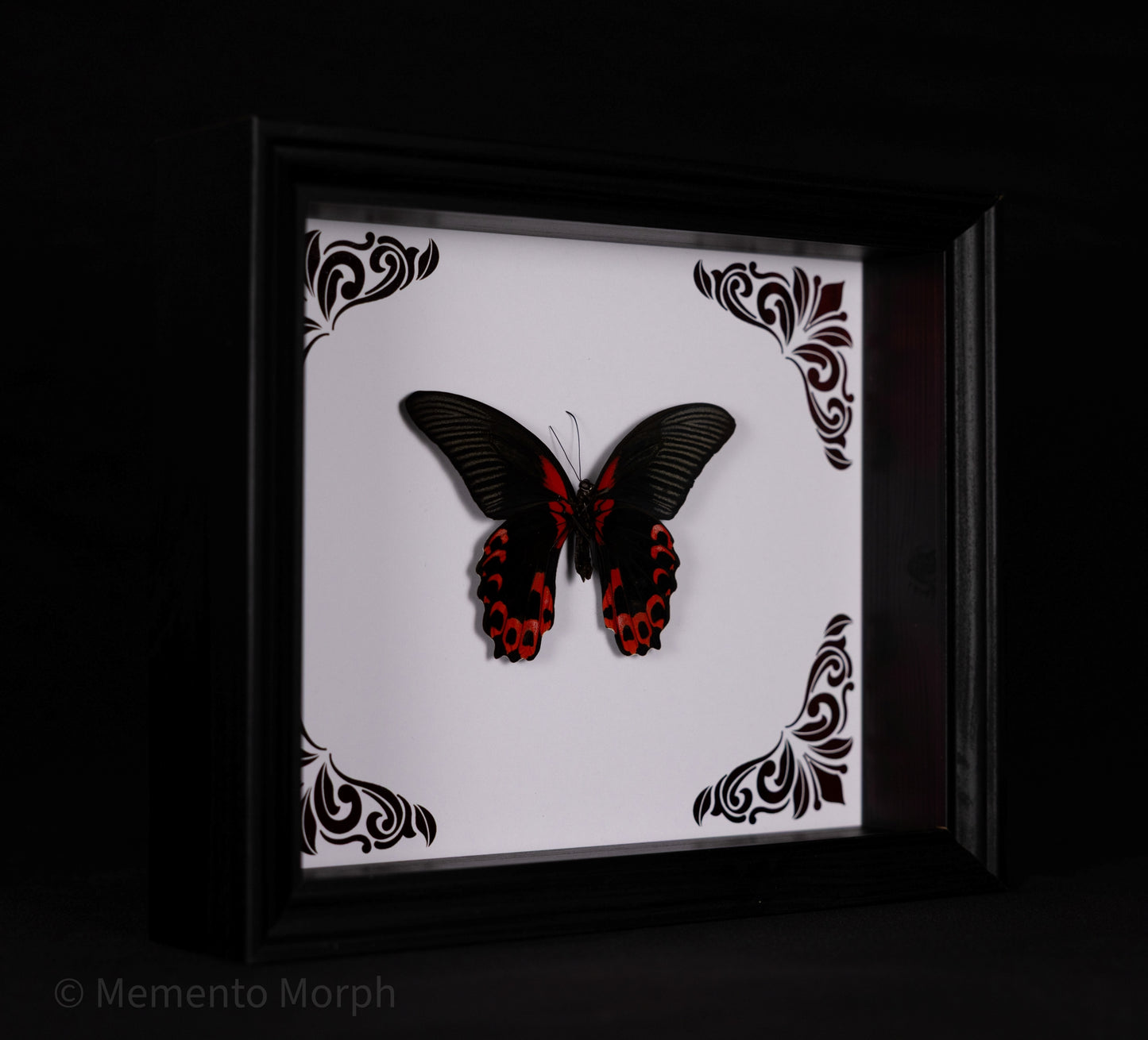 Framed Papilio Rumanzovia with Red Ornamental Background