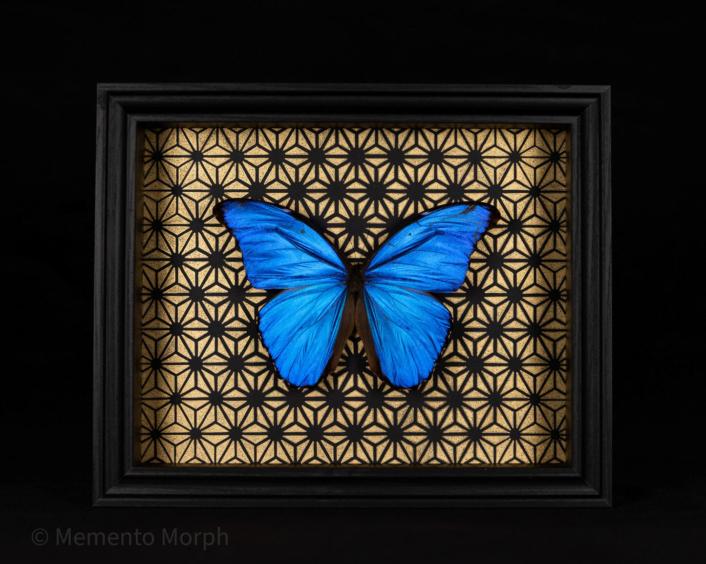 Framed Morpho Didius with Gold Pattern Background