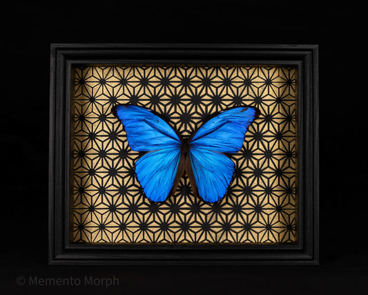 Framed Morpho Didius with Gold Pattern Background