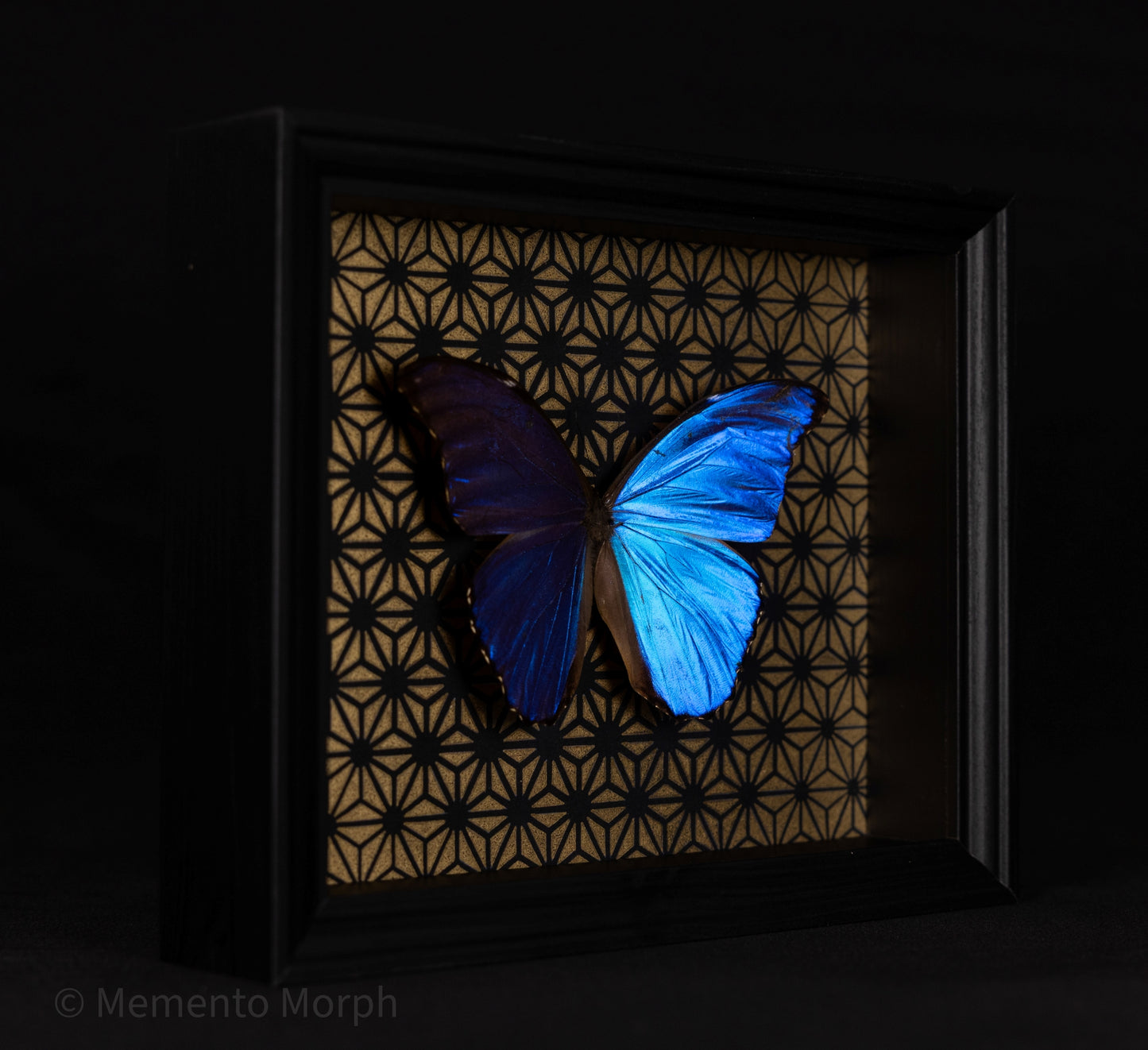 Framed Morpho Didius with Gold Pattern Background