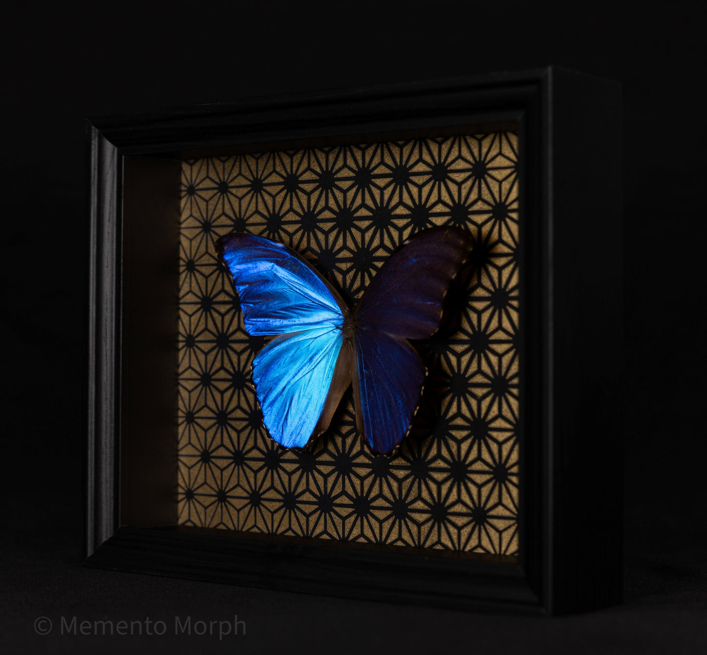 Framed Morpho Didius with Gold Pattern Background