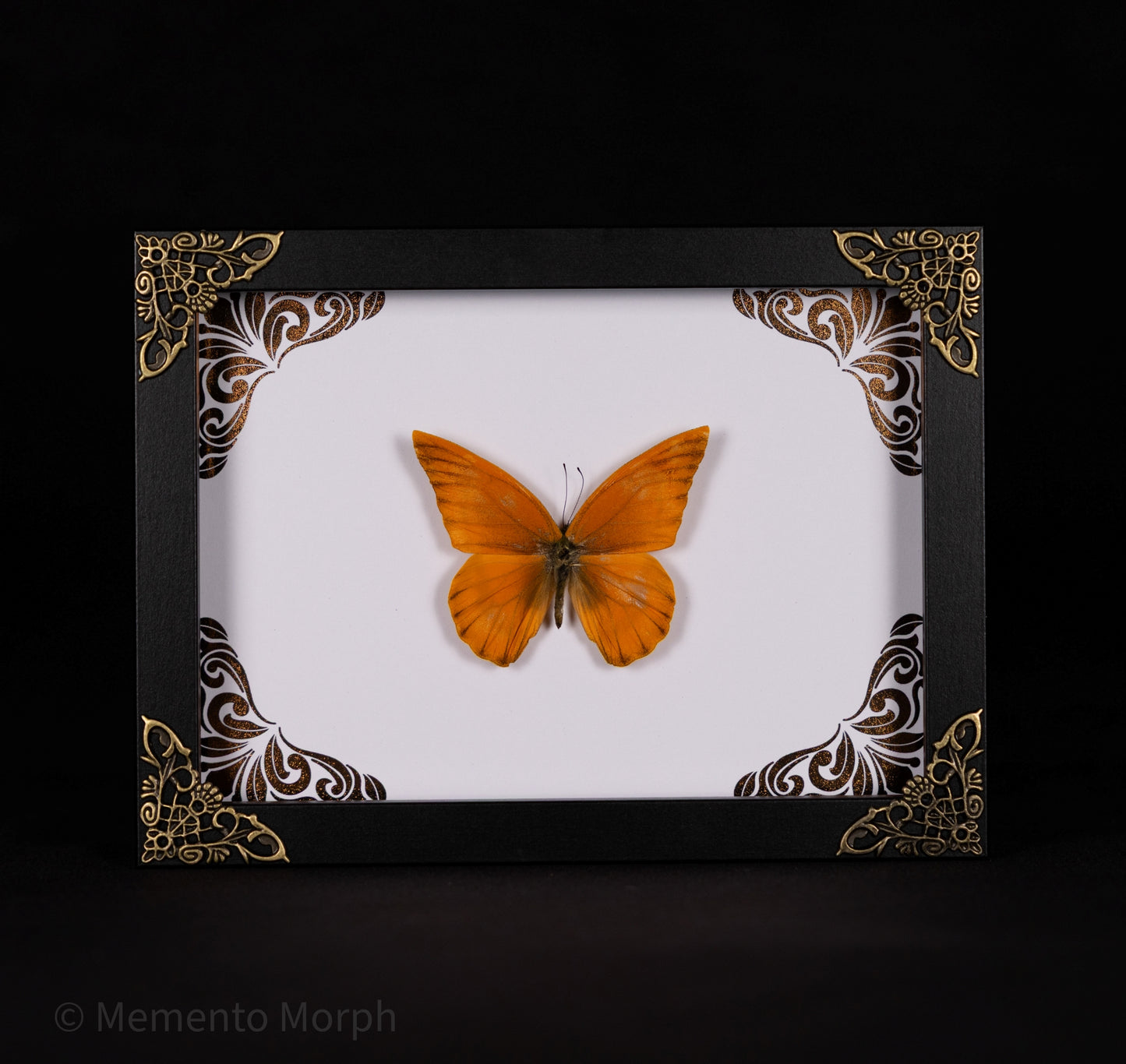 Framed Appias Nero with Copper Ornament Background