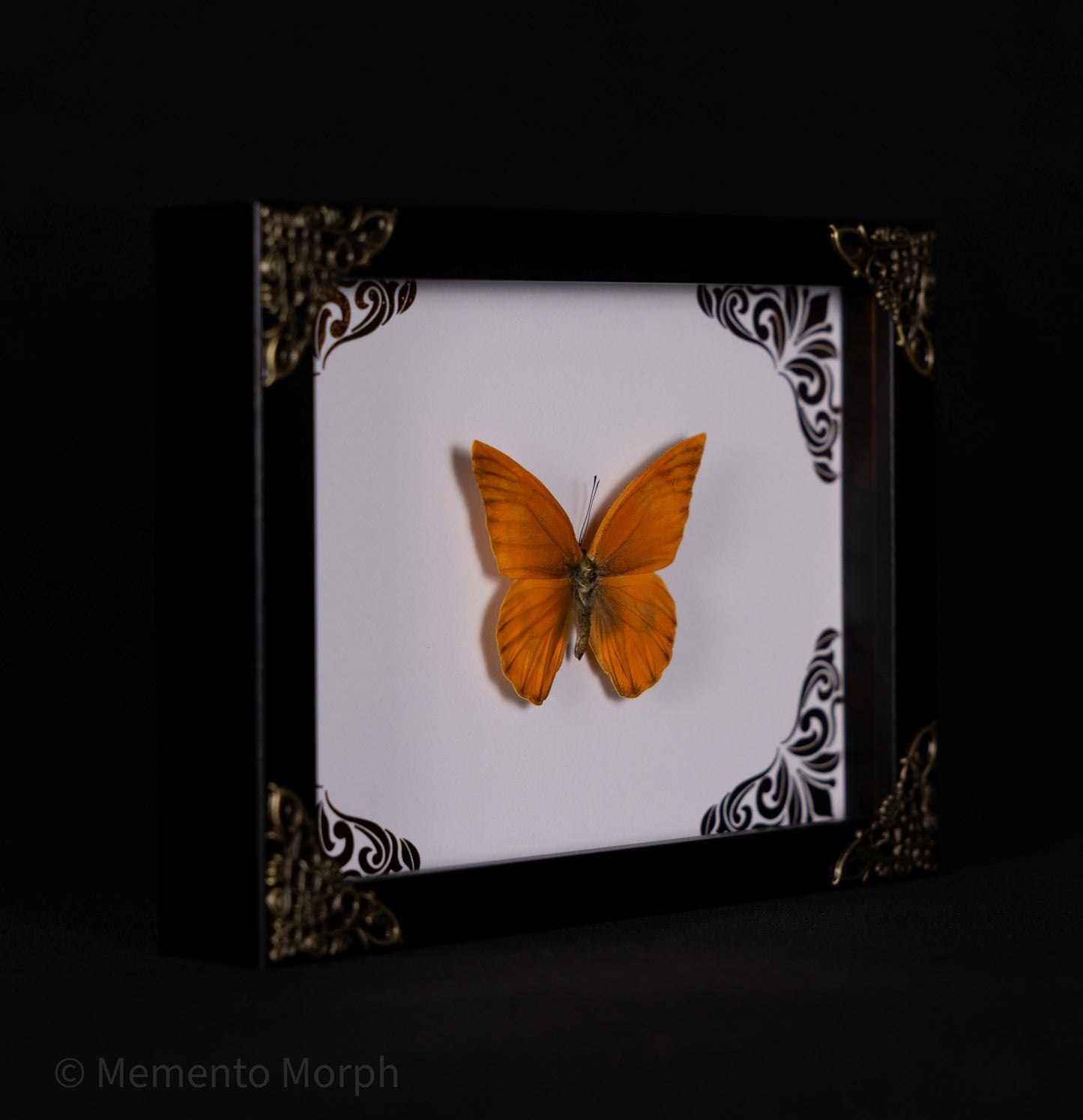 Framed Appias Nero with Copper Ornament Background