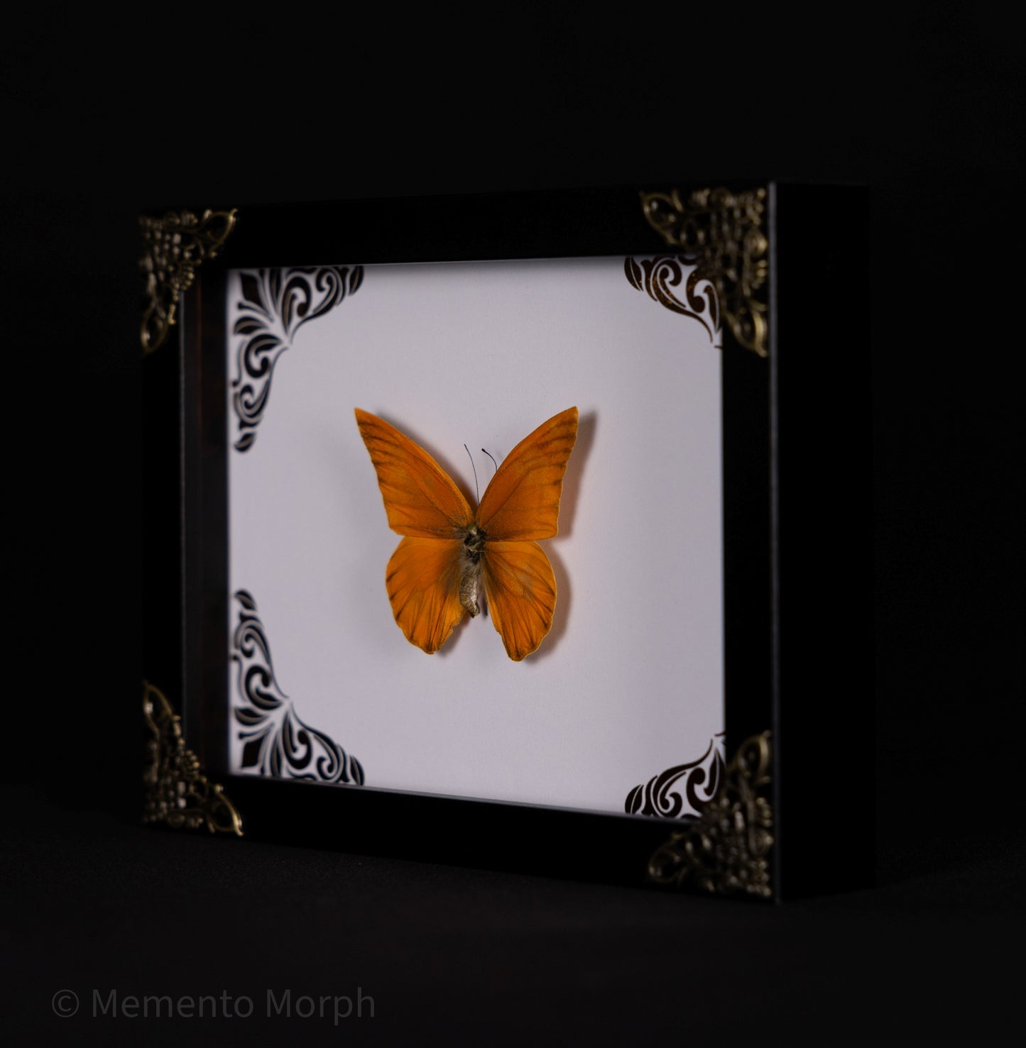 Framed Appias Nero with Copper Ornament Background