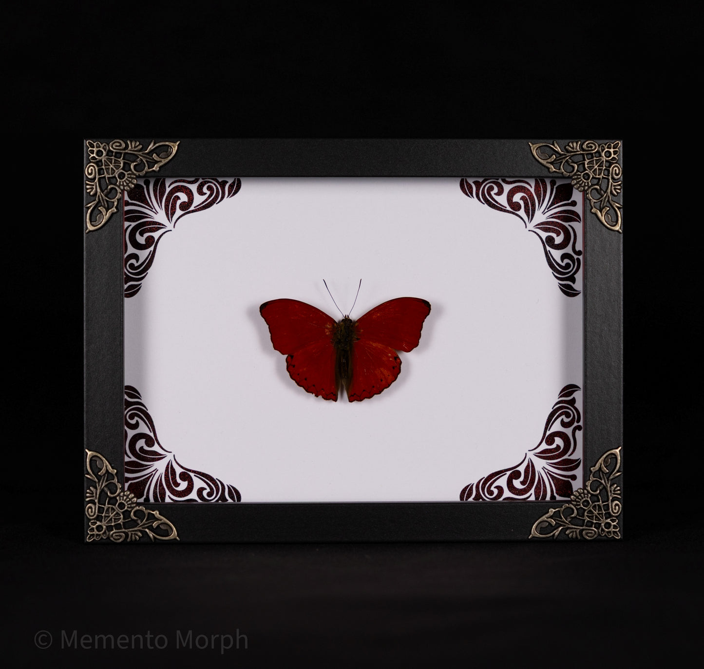 Framed Cymothoe Sangaris with Red Ornament Background