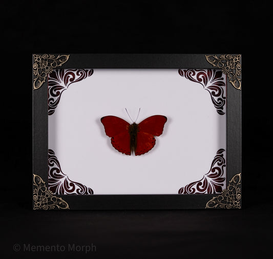 Framed Cymothoe Sangaris with Red Ornament Background