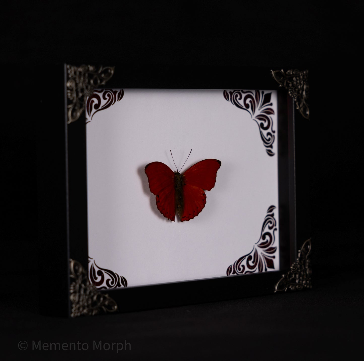 Framed Cymothoe Sangaris with Red Ornament Background