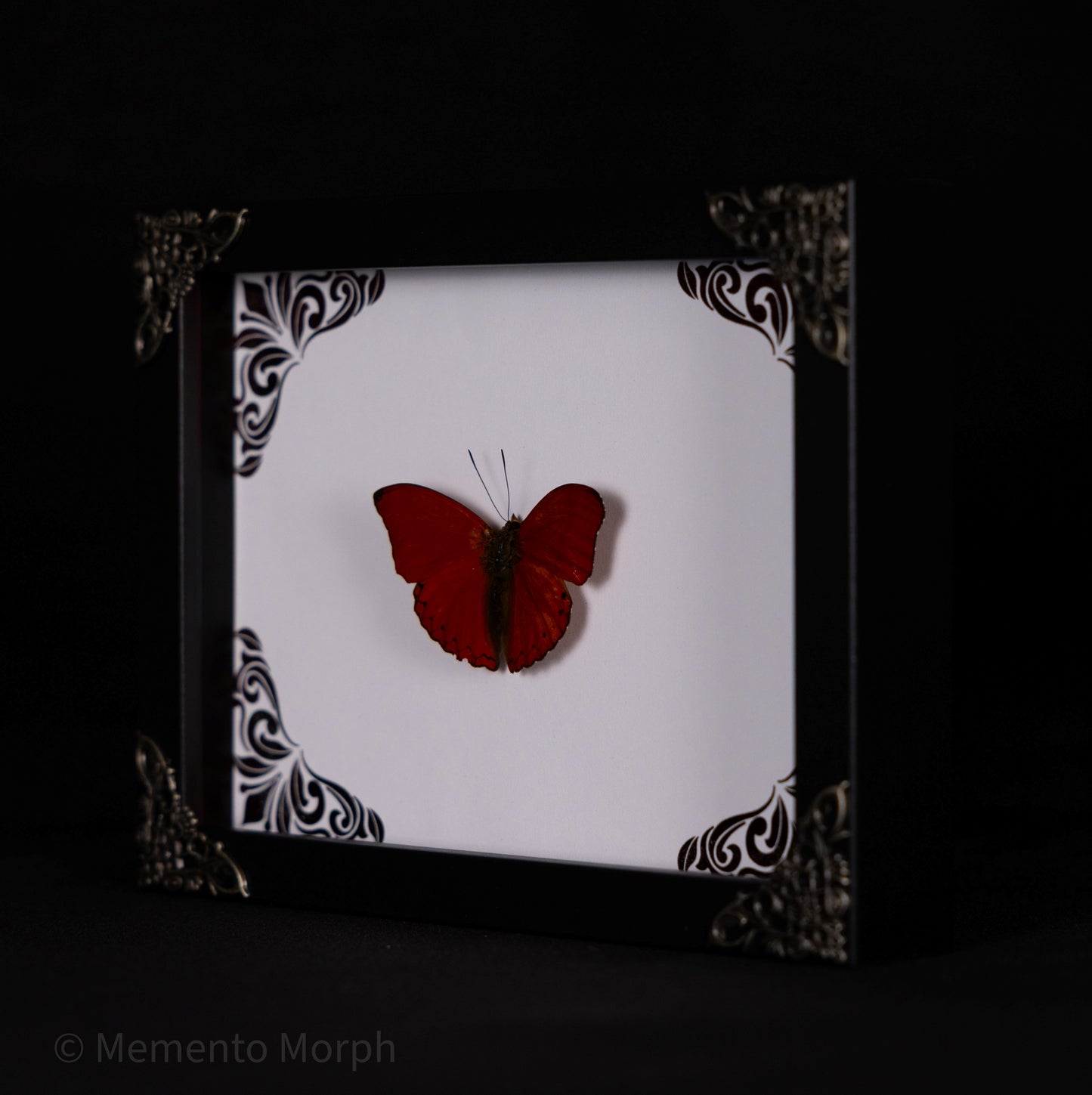 Framed Cymothoe Sangaris with Red Ornament Background