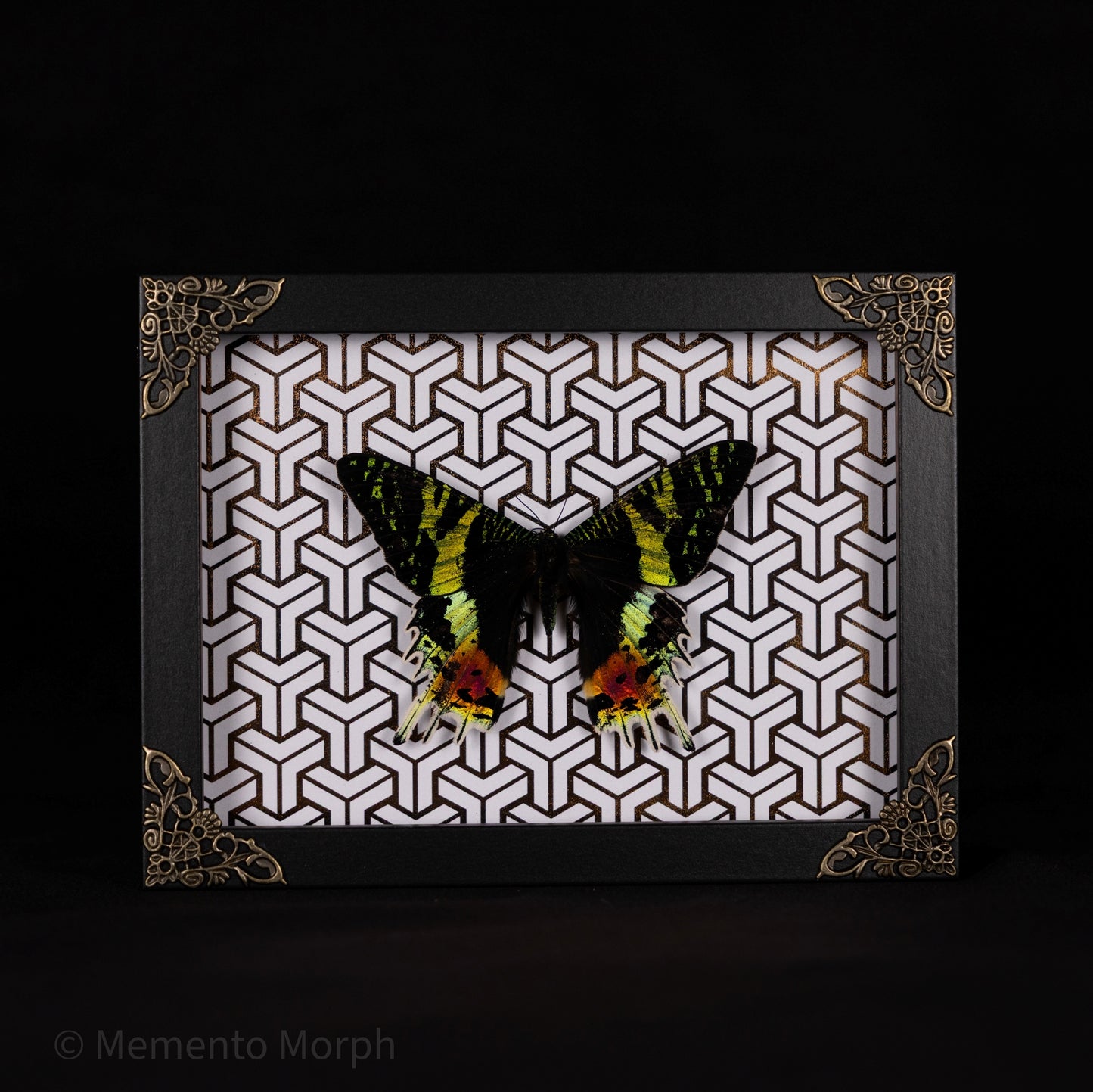 Framed Urania Ripheus Moth with Copper Pattern Background