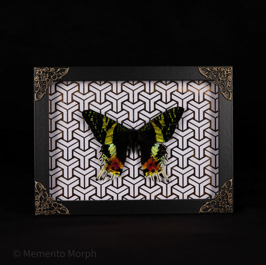 Framed Urania Ripheus Moth with Copper Pattern Background