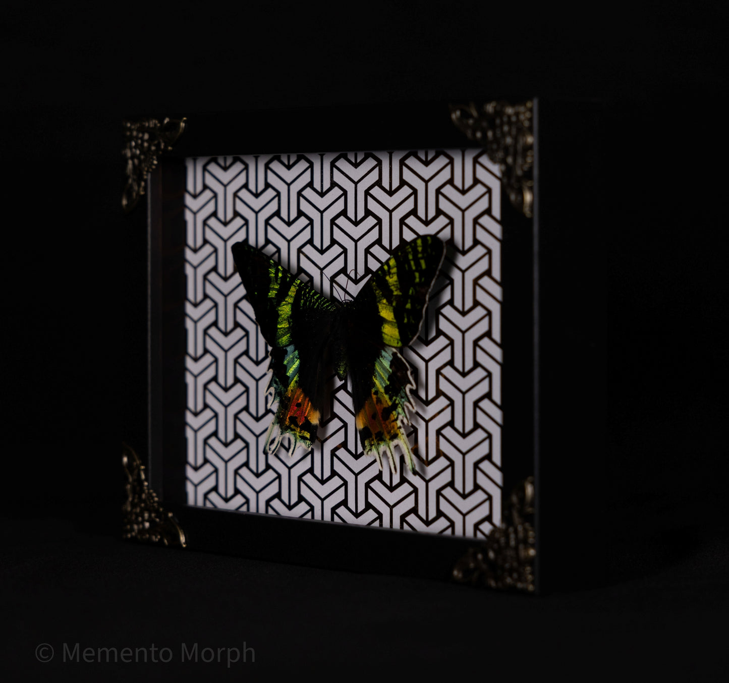 Framed Urania Ripheus Moth with Copper Pattern Background