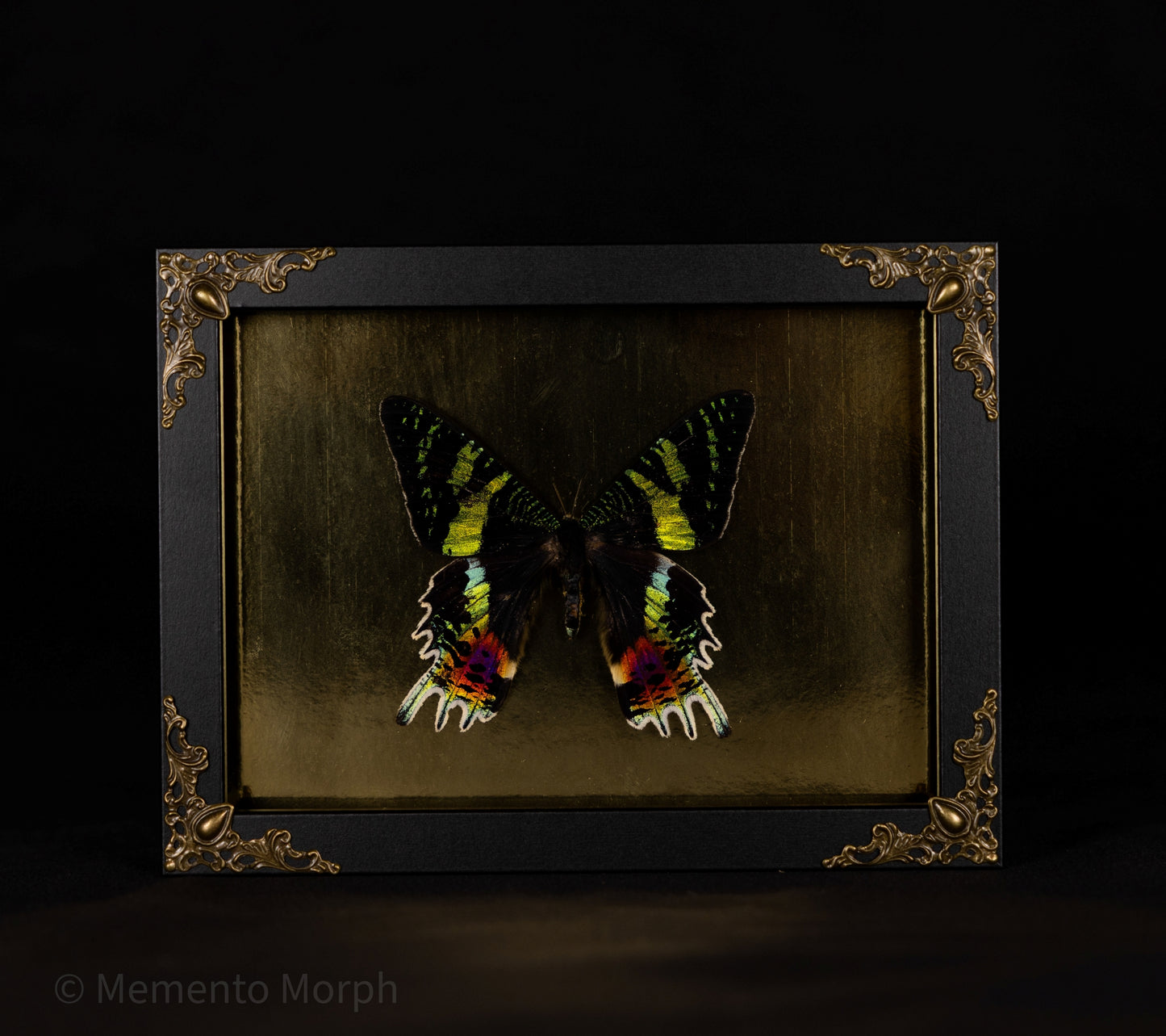 Framed Urania Ripheus Moth with Gold Background