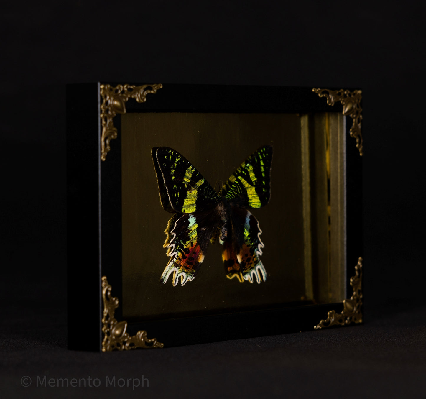 Framed Urania Ripheus Moth with Gold Background