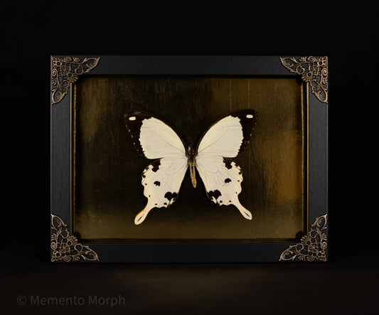 Framed Papilio Dardanus with Gold Background