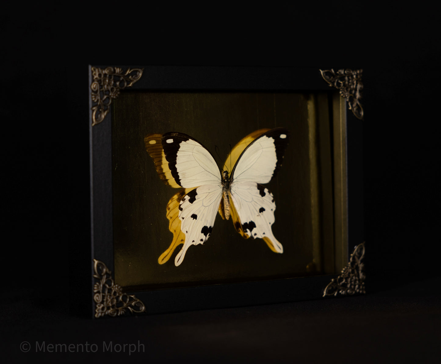 Framed Papilio Dardanus with Gold Background
