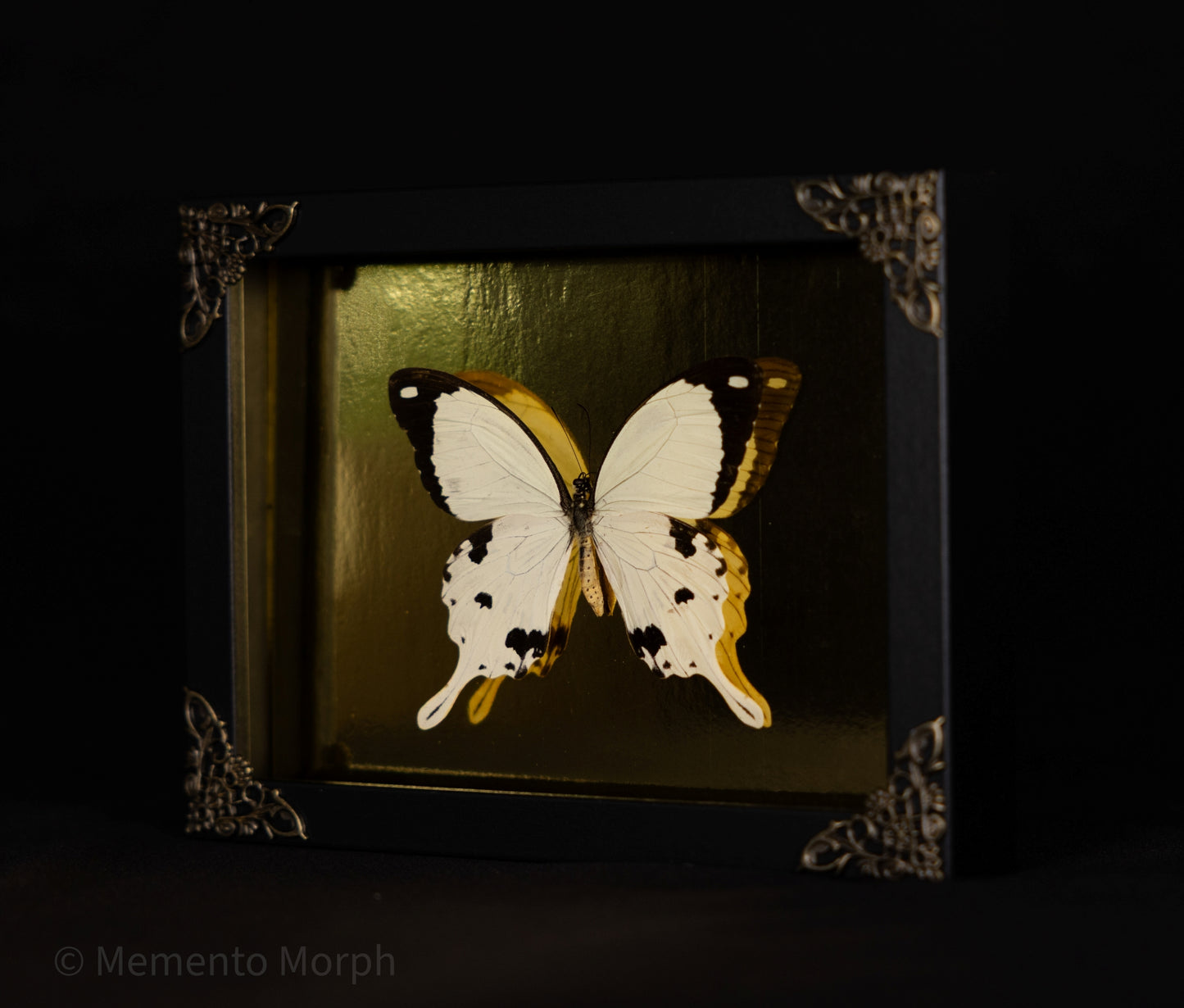 Framed Papilio Dardanus with Gold Background