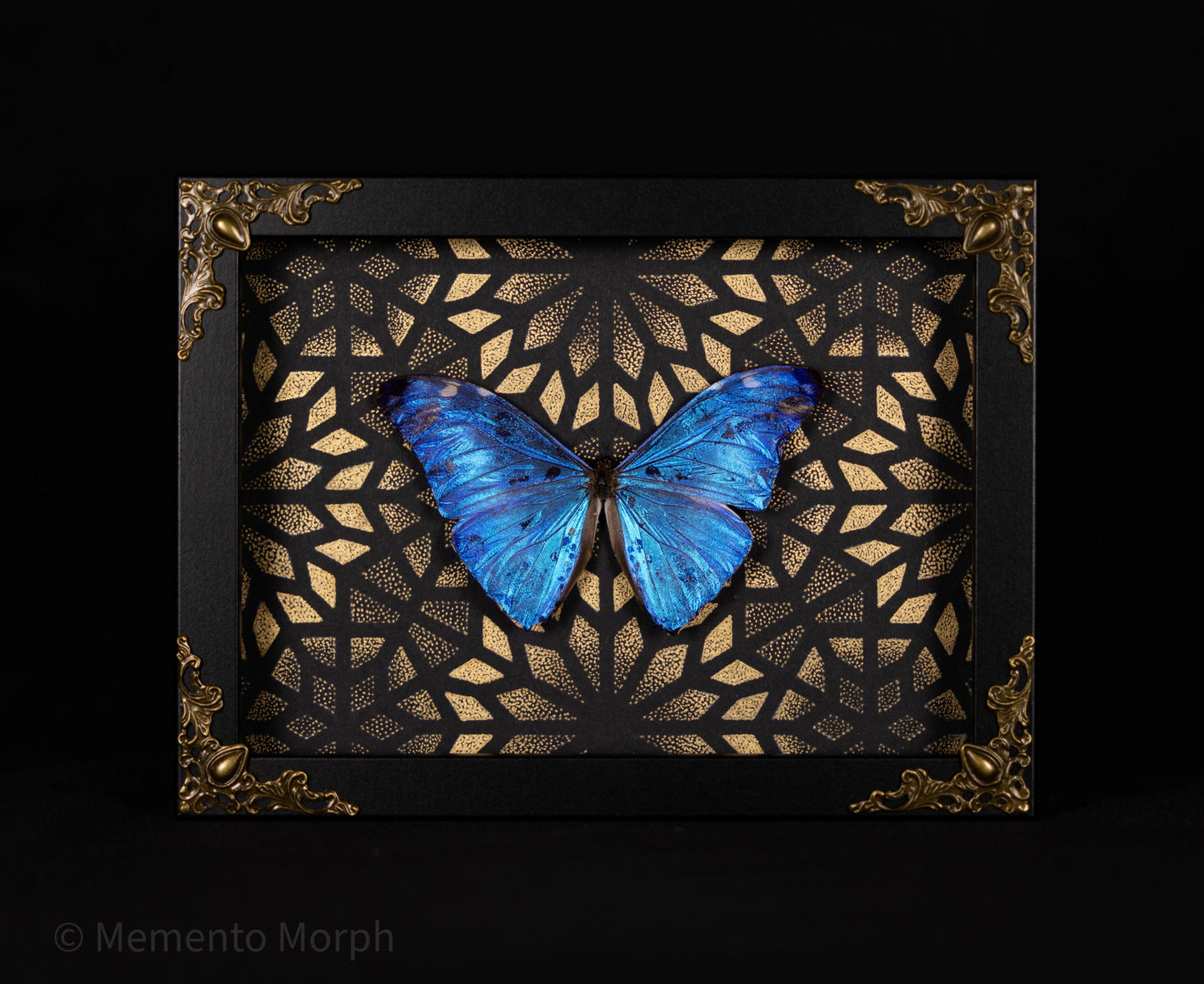 Framed Morpho Adonis with Gold Pattern Background