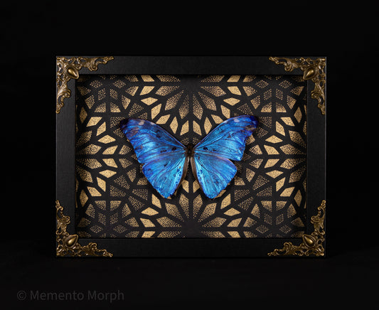 Framed Morpho Adonis with Gold Pattern Background