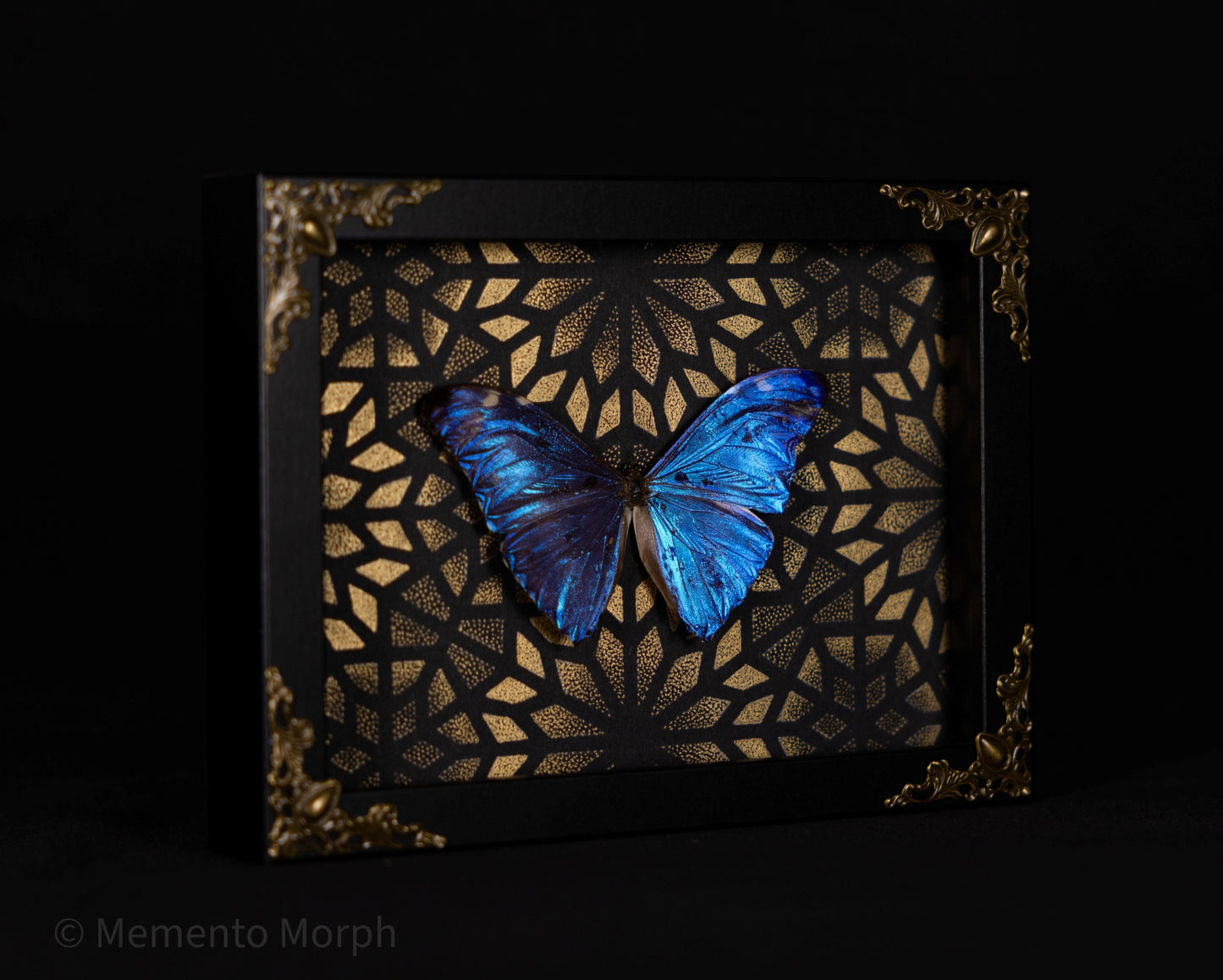Framed Morpho Adonis with Gold Pattern Background