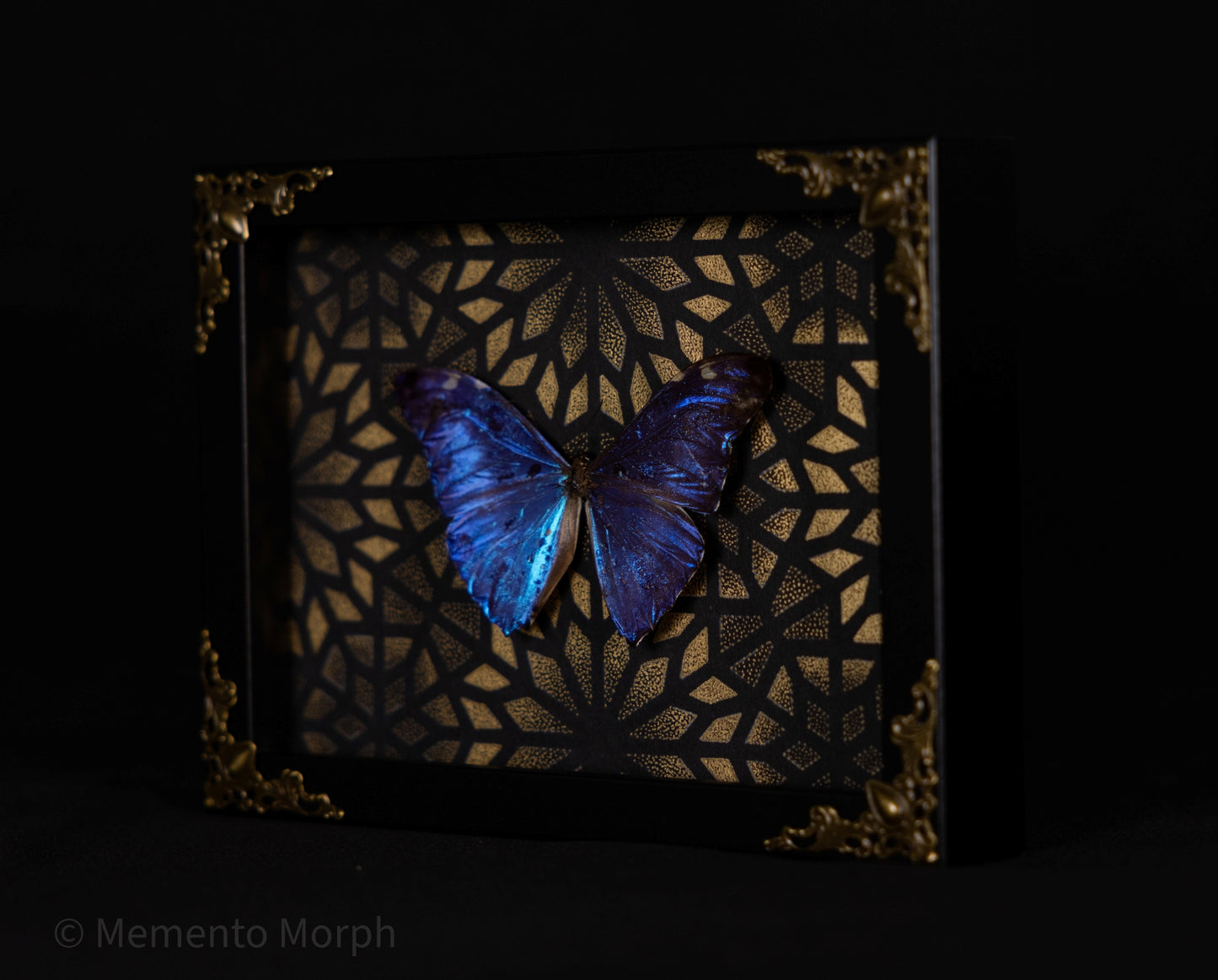 Framed Morpho Adonis with Gold Pattern Background