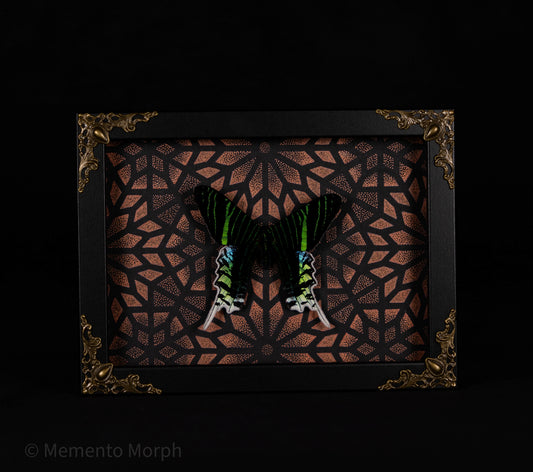 Framed Urania Leilus Moth with Copper Pattern Background