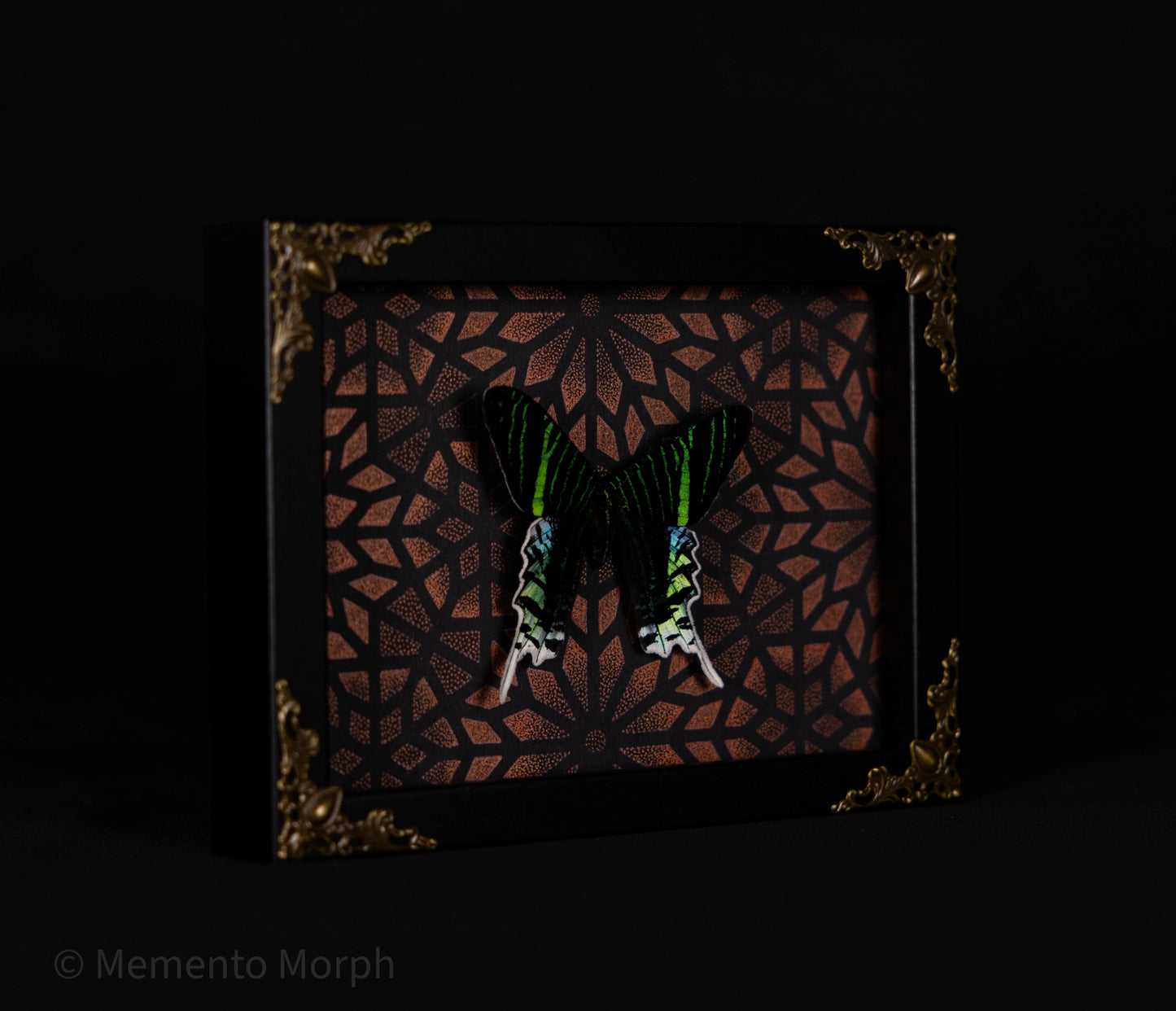 Framed Urania Leilus Moth with Copper Pattern Background