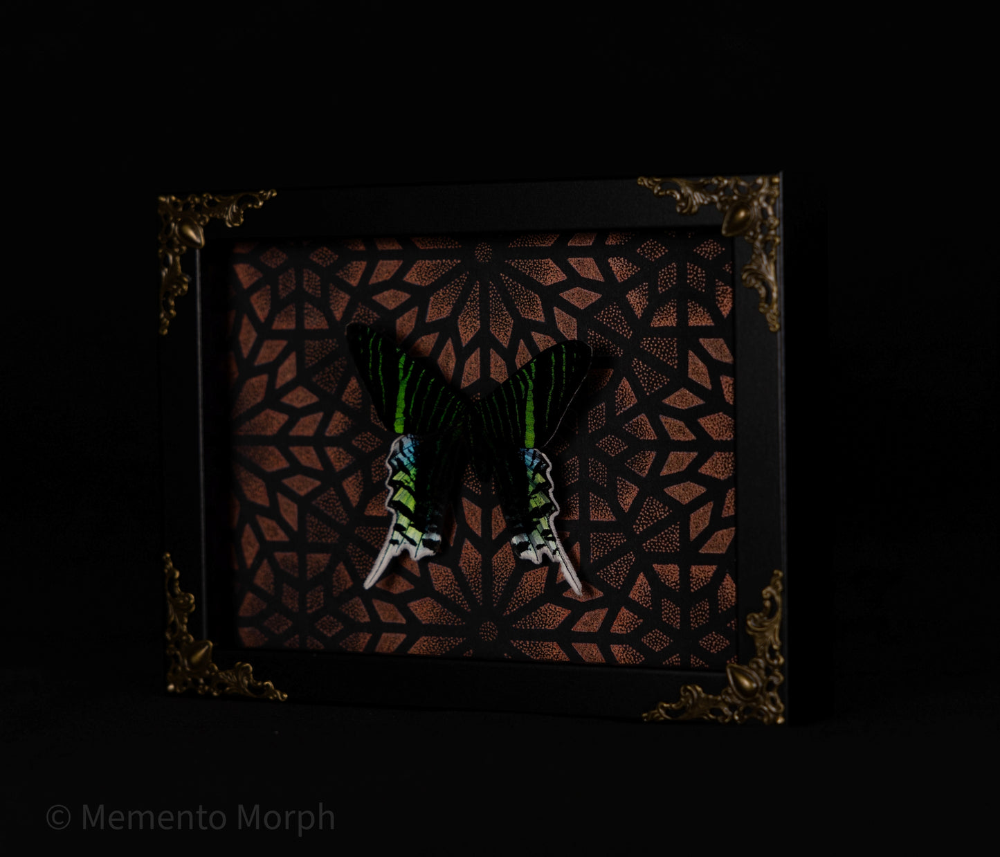 Framed Urania Leilus Moth with Copper Pattern Background