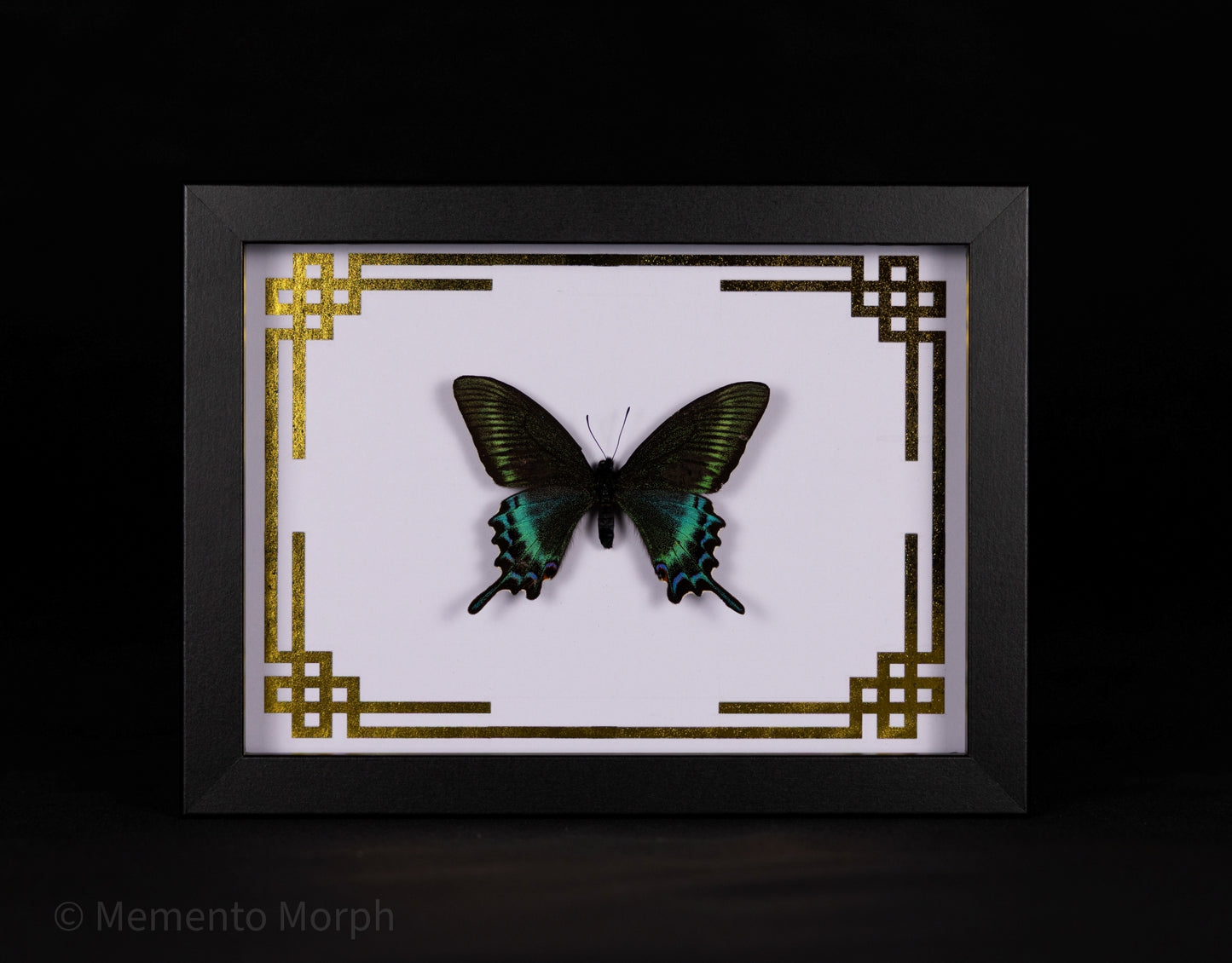 Framed Papilio Maackii with Gold Japanese Background