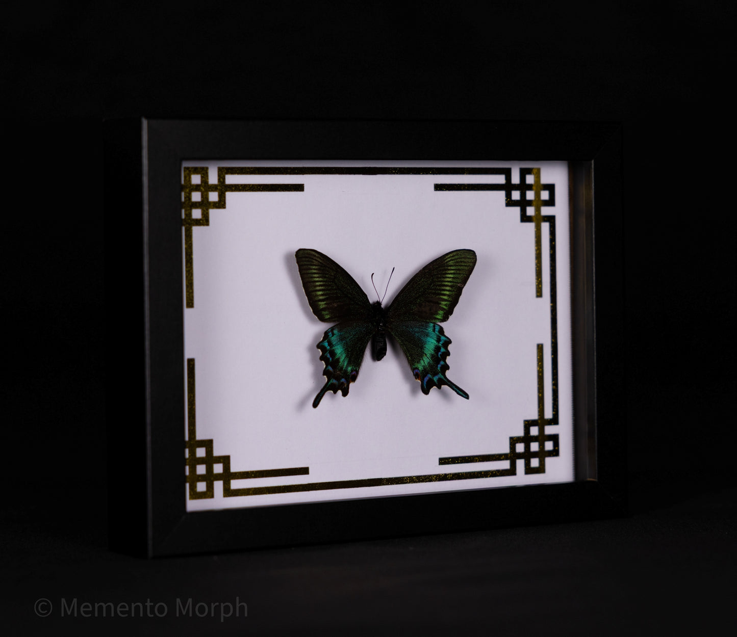Framed Papilio Maackii with Gold Japanese Background