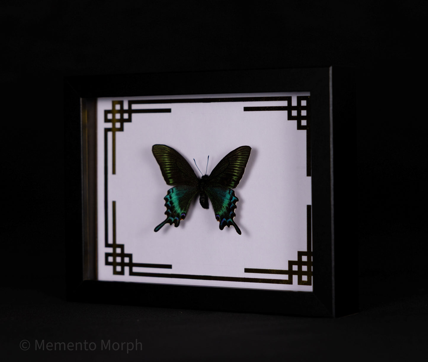 Framed Papilio Maackii with Gold Japanese Background